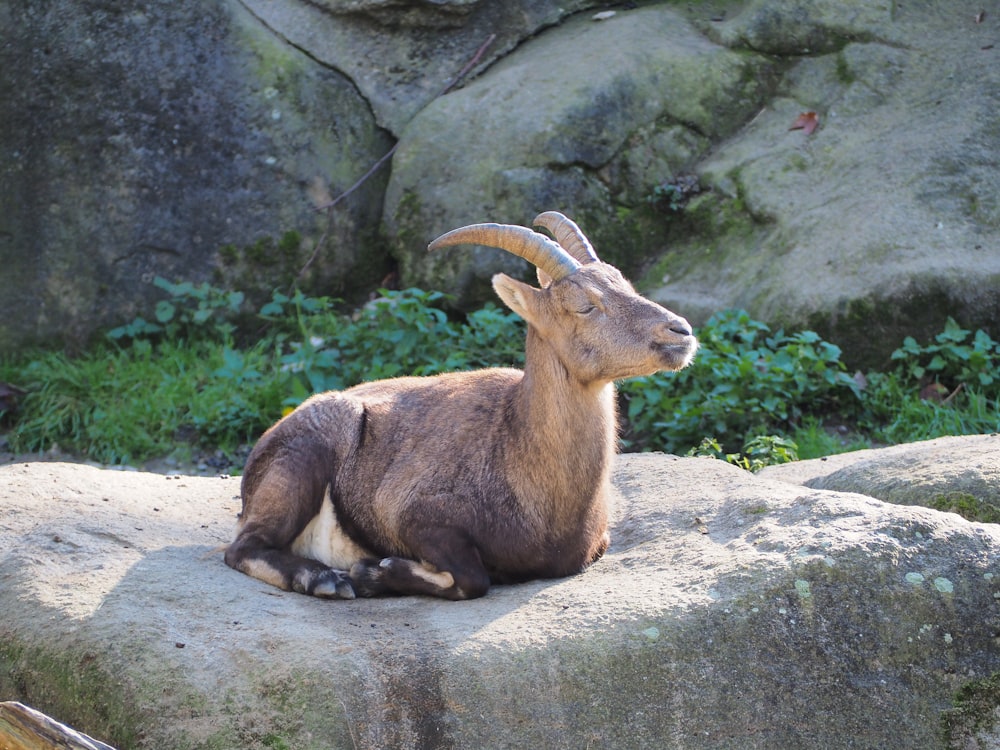 Chèvre brune sur roche grise