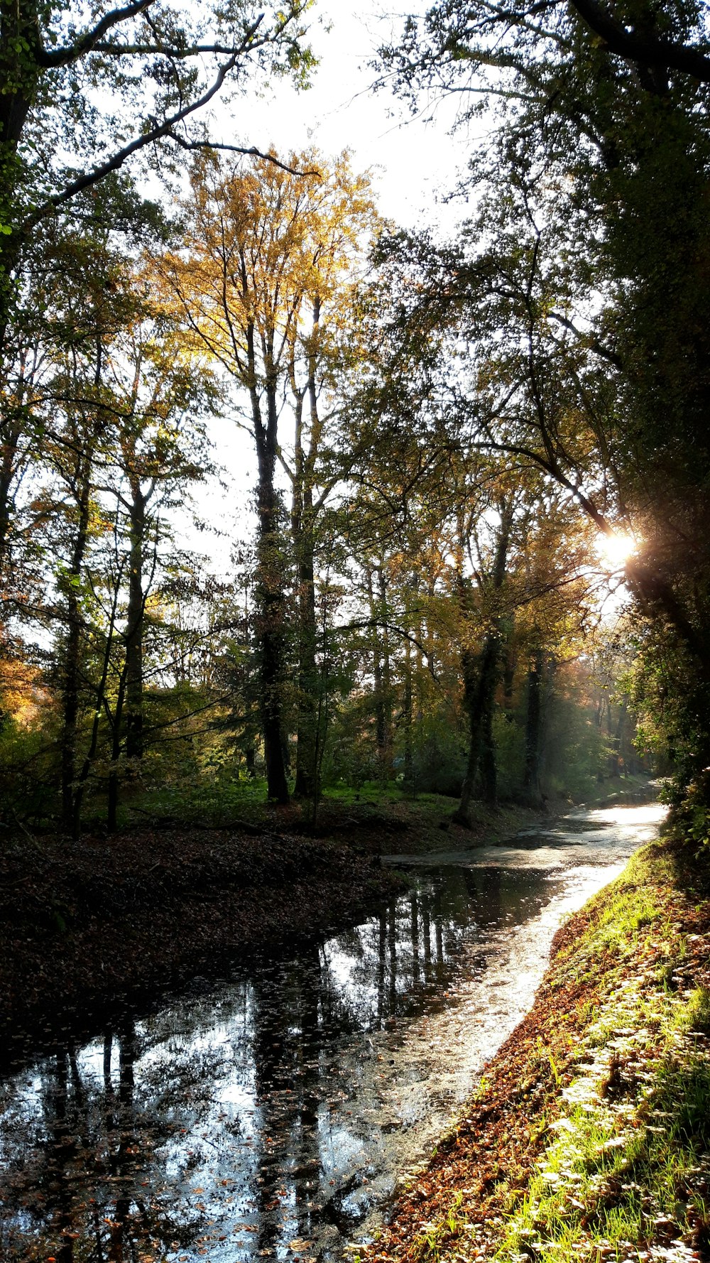 green trees near body of water during daytime