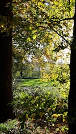A serene Costa Rican forest with sunlight filtering through dense green leaves.