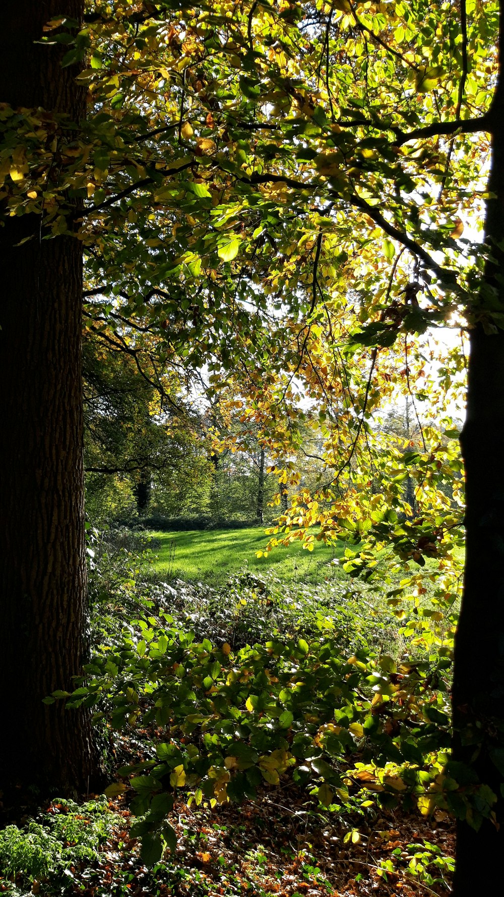 green field surrounded with green trees