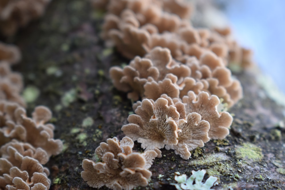 macro photography of brown mushrooms