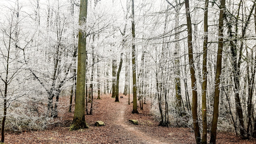 Forest photo spot Guyancourt 72 Boulevard de Port-Royal