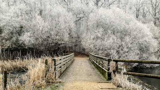 white trees near bridge during daytime in Guyancourt France