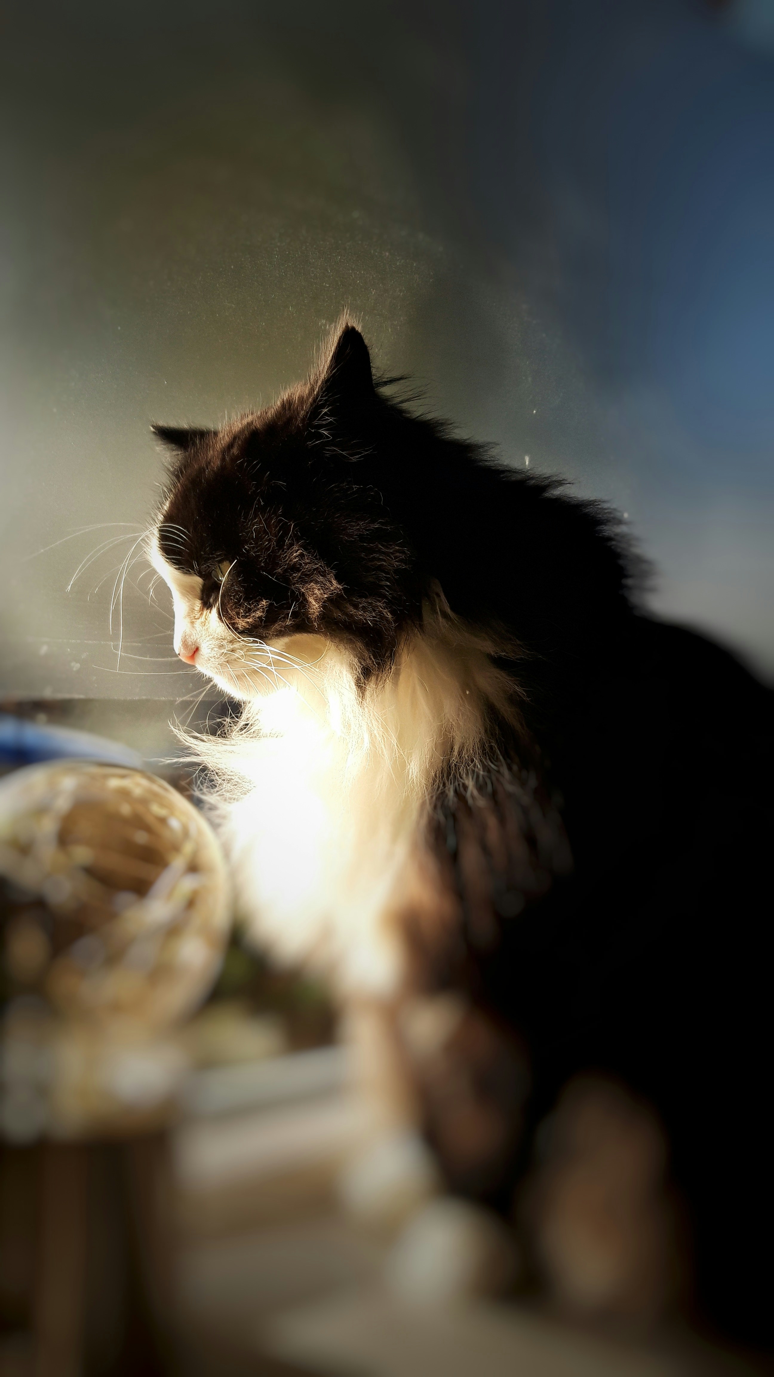 Help! My Sick Cat Won't Eat!