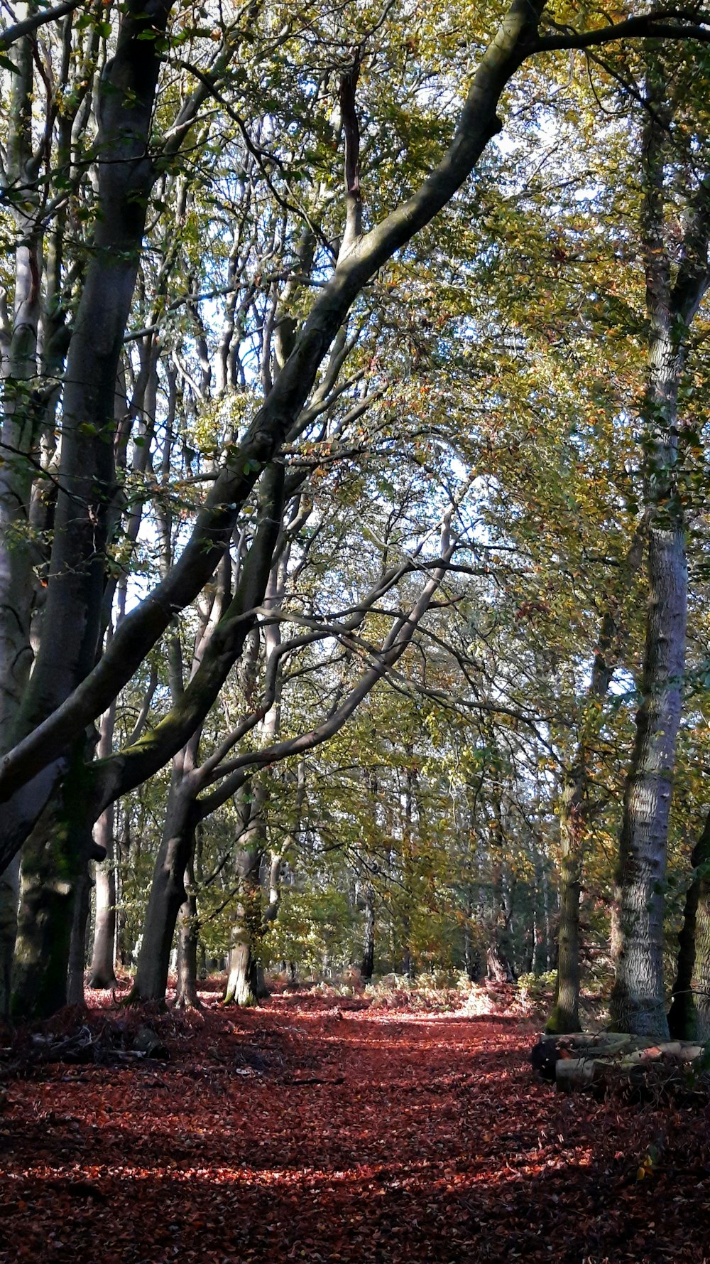 brown leaves on ground surrounded with green trees under blue and white sky