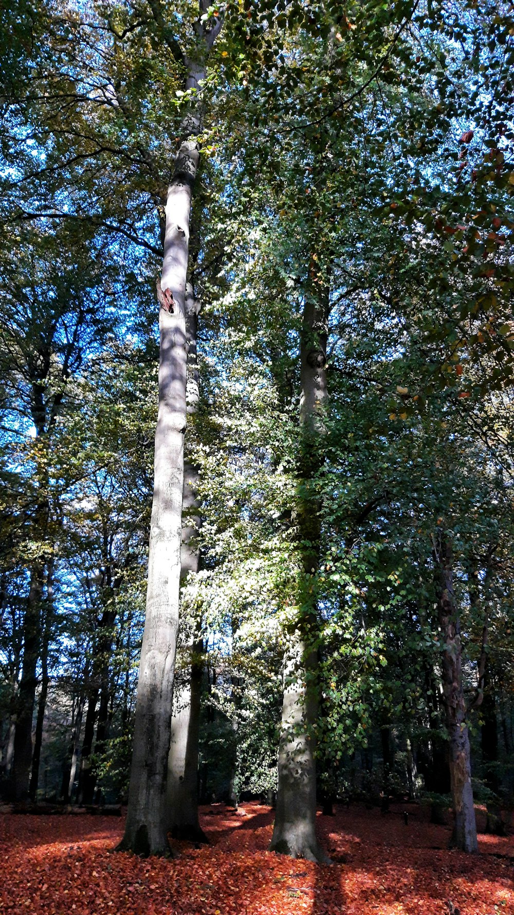 low-angle photography of green trees