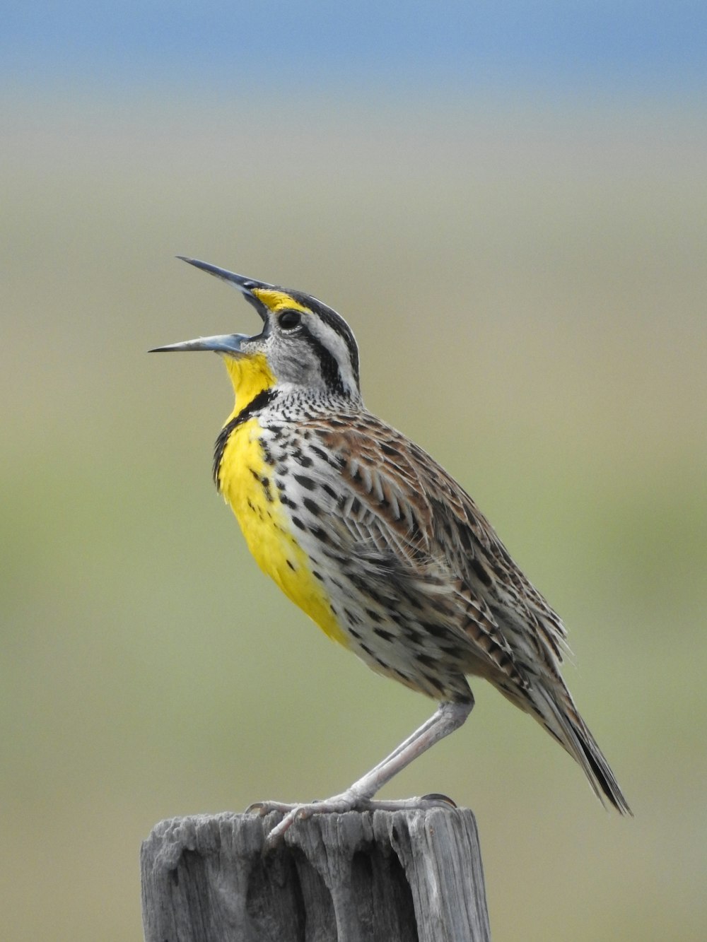 shallow focus photo of gray and yellow bird