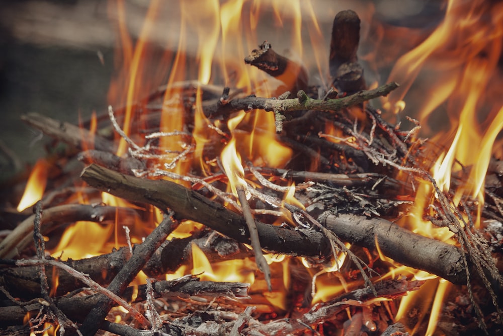 shallow focus photo of burning woods
