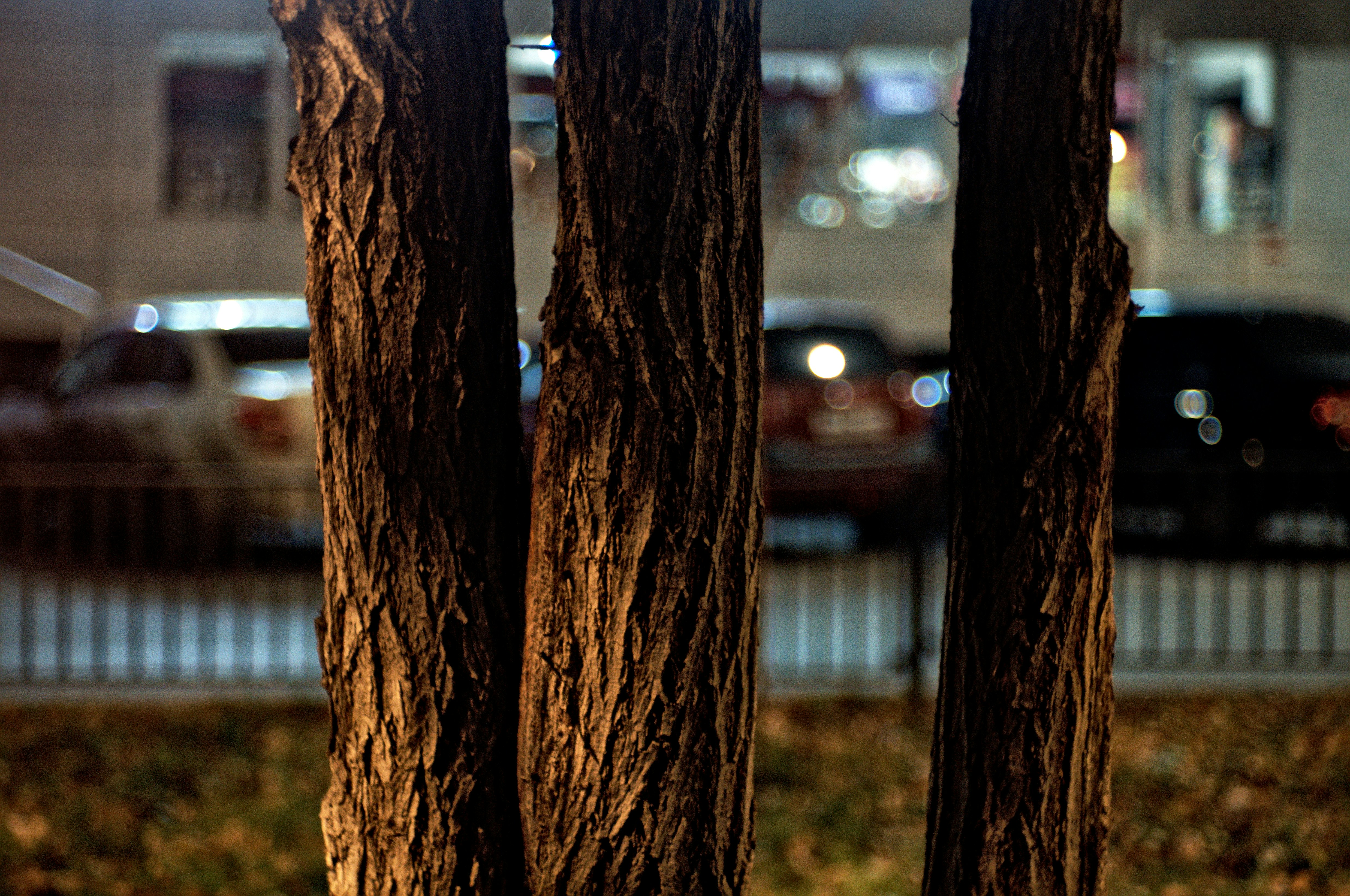 shallow focus photo of brown logs