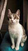 A curious cat sits on a blue surface, with a beige curtain slightly pulled back to the side. The cat has a white and tabby fur pattern and is looking directly ahead with bright, alert eyes.