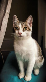 A curious cat sitting comfortably on a beige cushion near a window