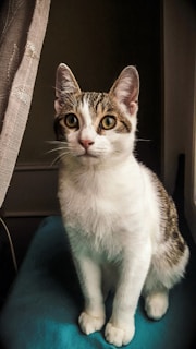 A curious cat sits on a blue surface, with a beige curtain slightly pulled back to the side. The cat has a white and tabby fur pattern and is looking directly ahead with bright, alert eyes.
