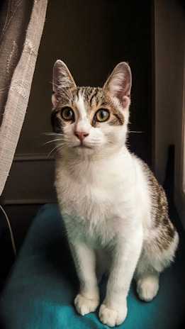 A curious cat sits on a blue surface, with a beige curtain slightly pulled back to the side. The cat has a white and tabby fur pattern and is looking directly ahead with bright, alert eyes.