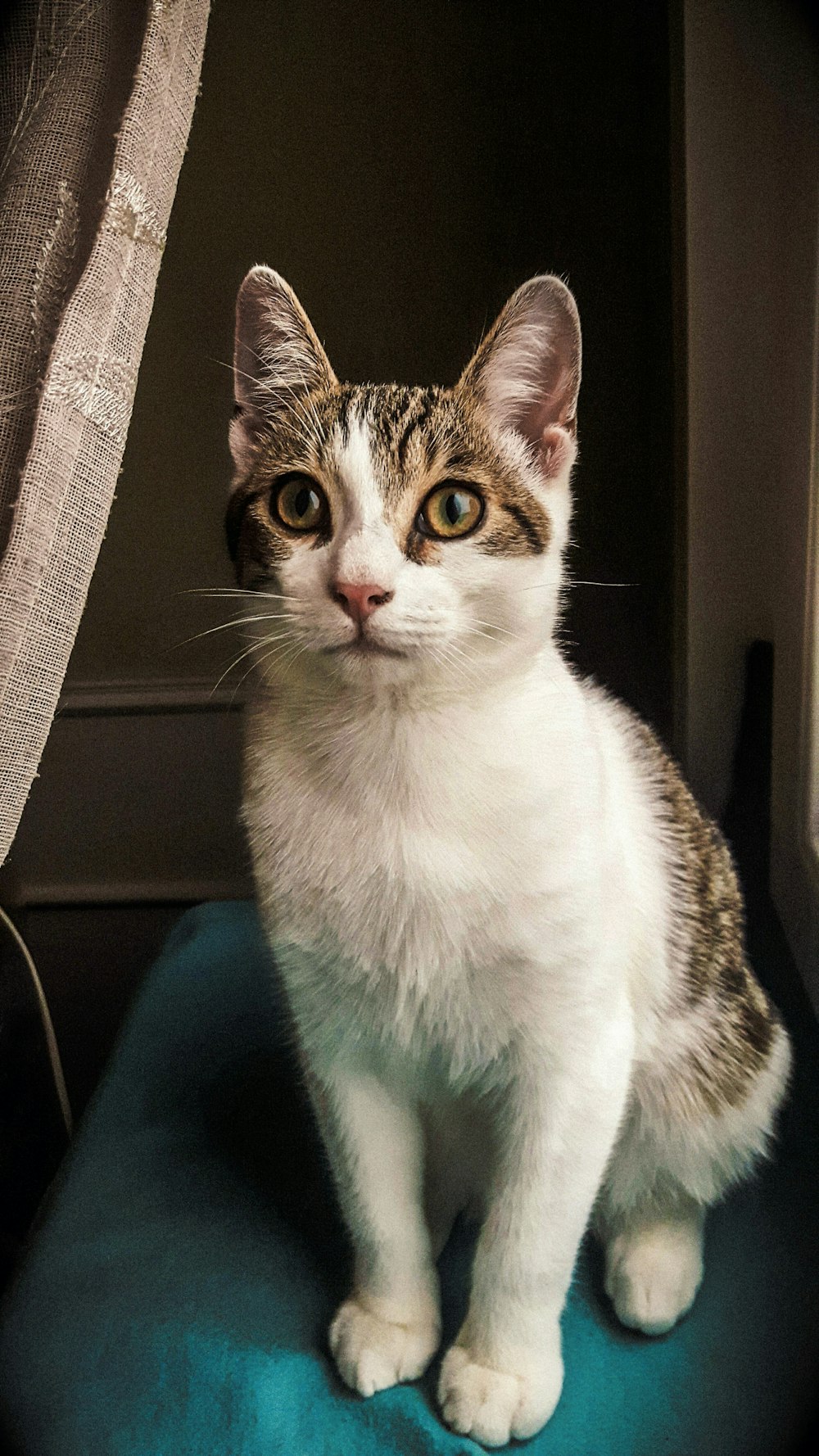 shallow focus photo of white and brown cat