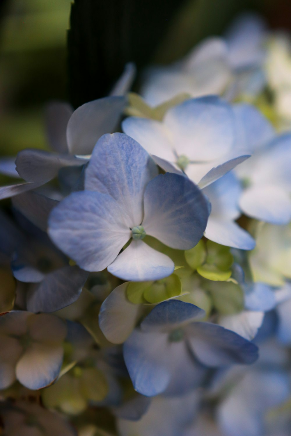 Foto mit flachem Fokus von blauen Blumen