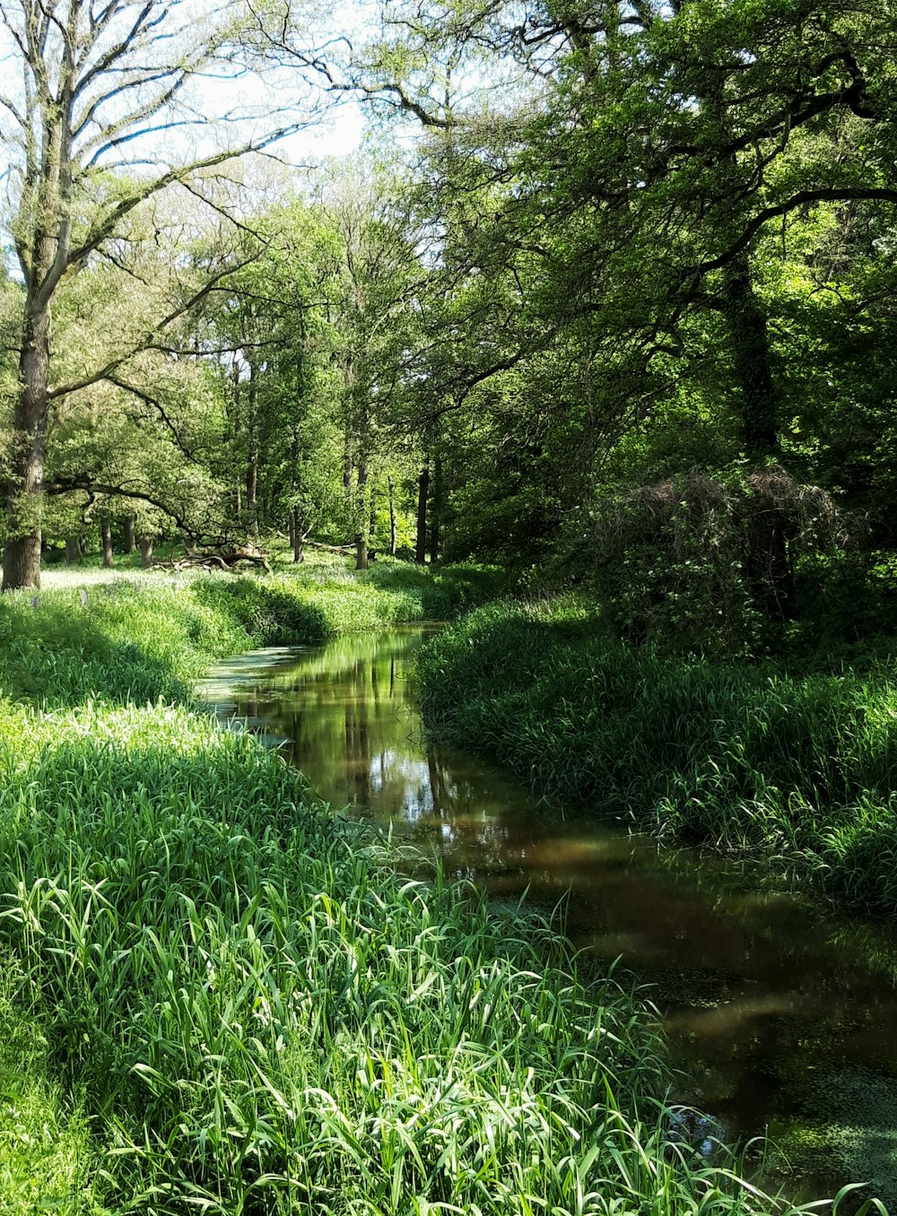 lake surrounded with green trees under white and blue sky