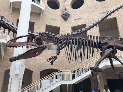 The image features a large dinosaur skeleton displayed prominently in an indoor museum setting. The skeleton is intricately detailed, with its long tail extending and mouth open, showcasing sharp teeth. Behind the skeleton, there is a brick wall with multiple open balconies and a large heart-shaped art piece hanging on the wall. A broad staircase with white railings is visible in the background, and a few people are observing the exhibit.