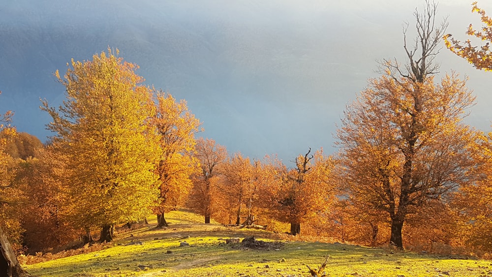 brown trees under cloudy sky