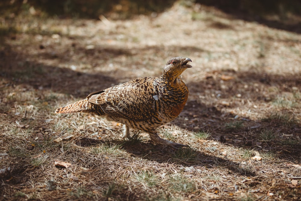 shallow focus photo of brown bird