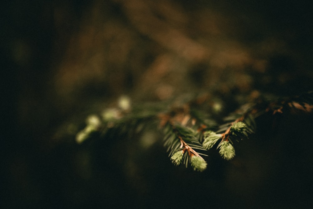 shallow focus photo of green leaves