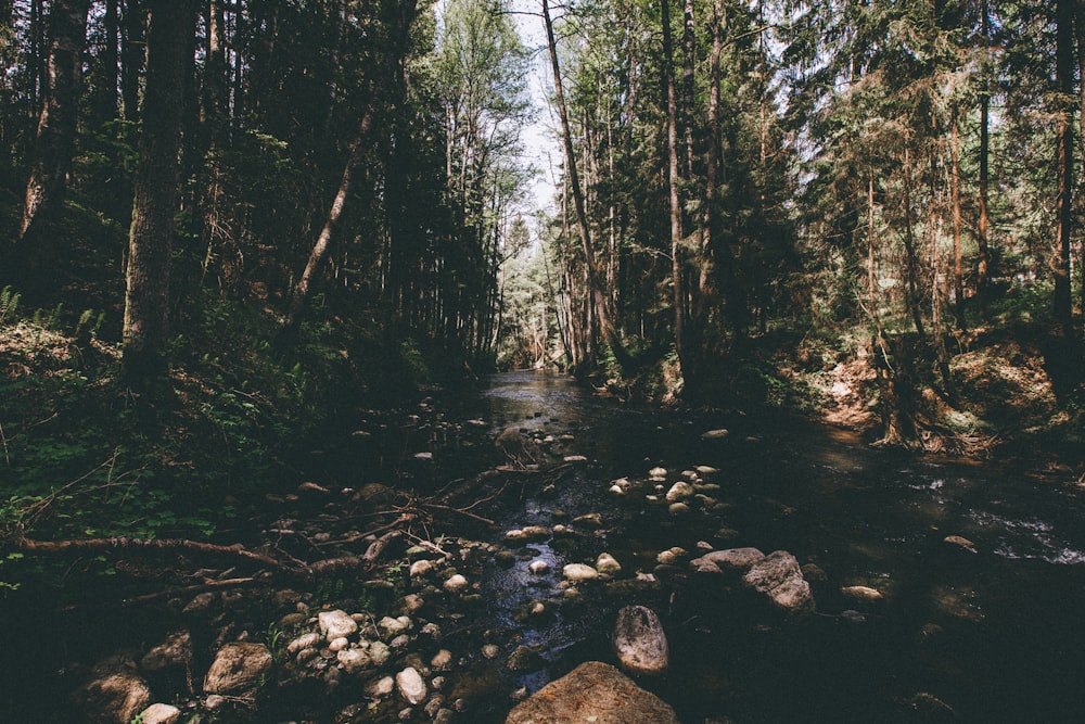 green trees during daytime