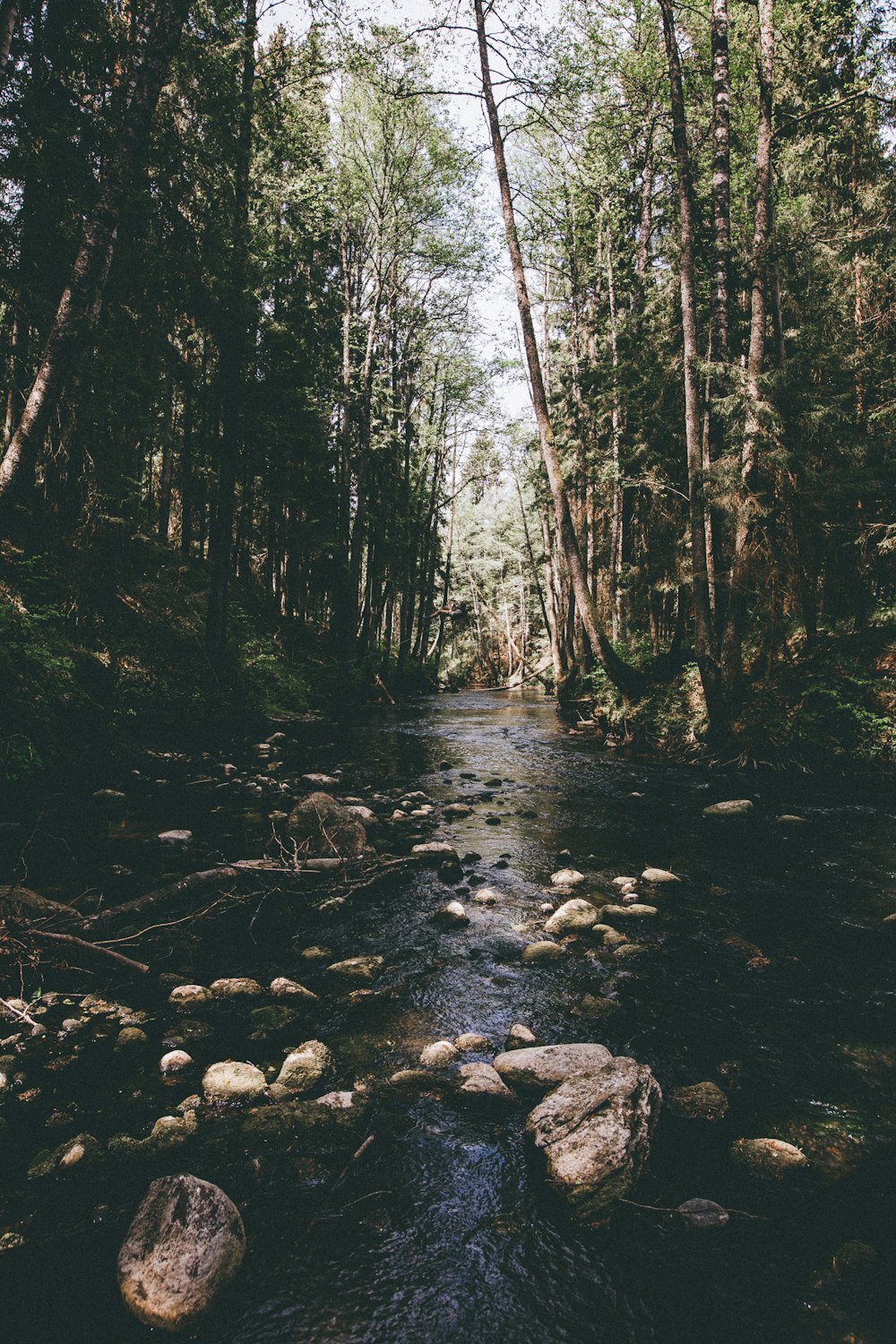 green trees during daytime