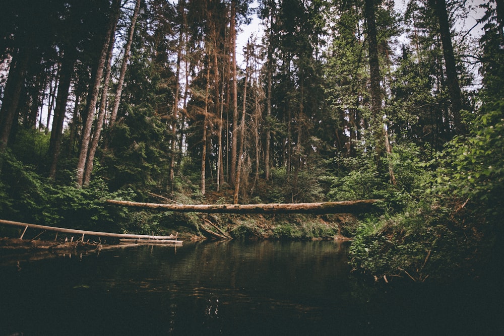 a fallen tree in the middle of a forest