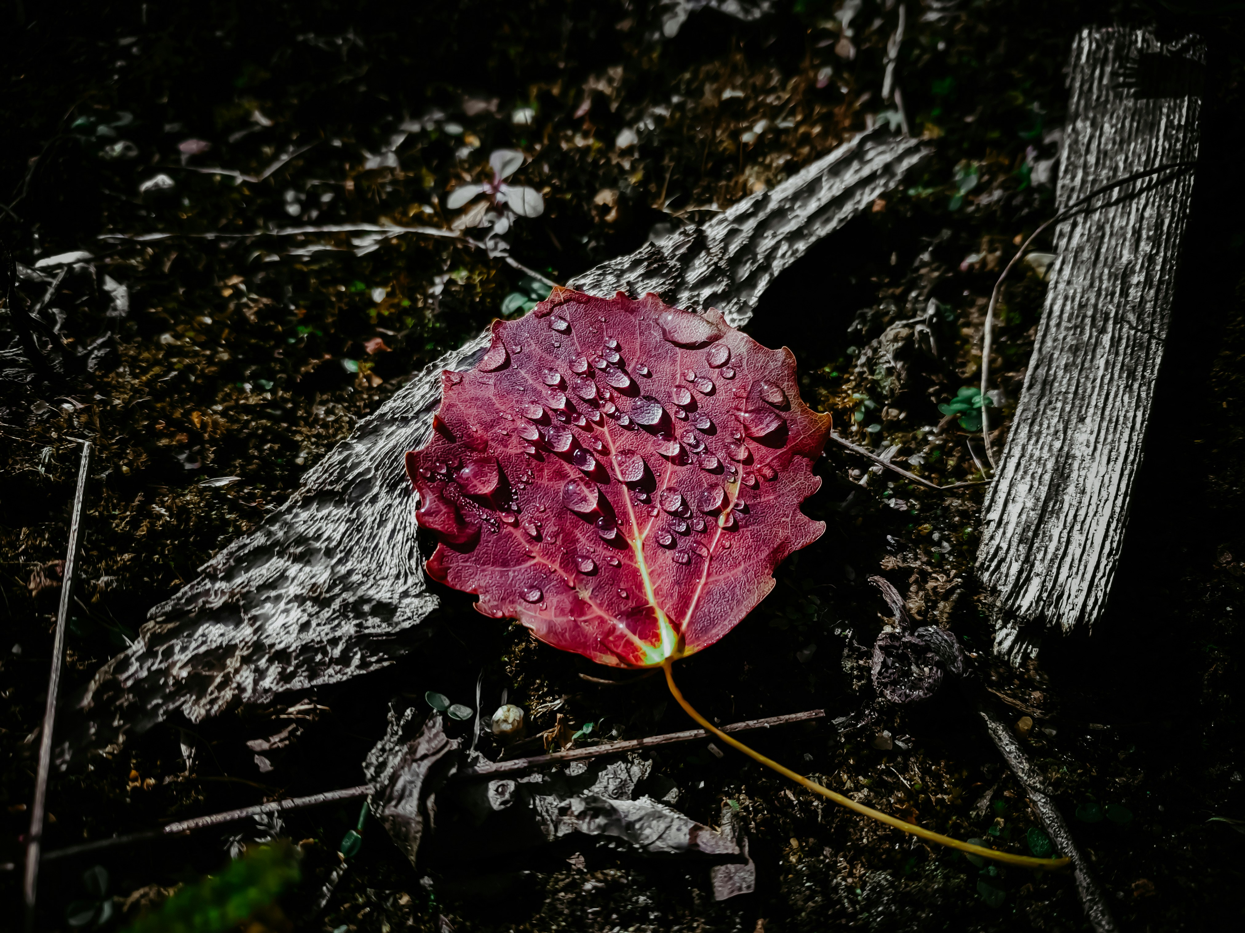 shallow focus photo of purple leaf