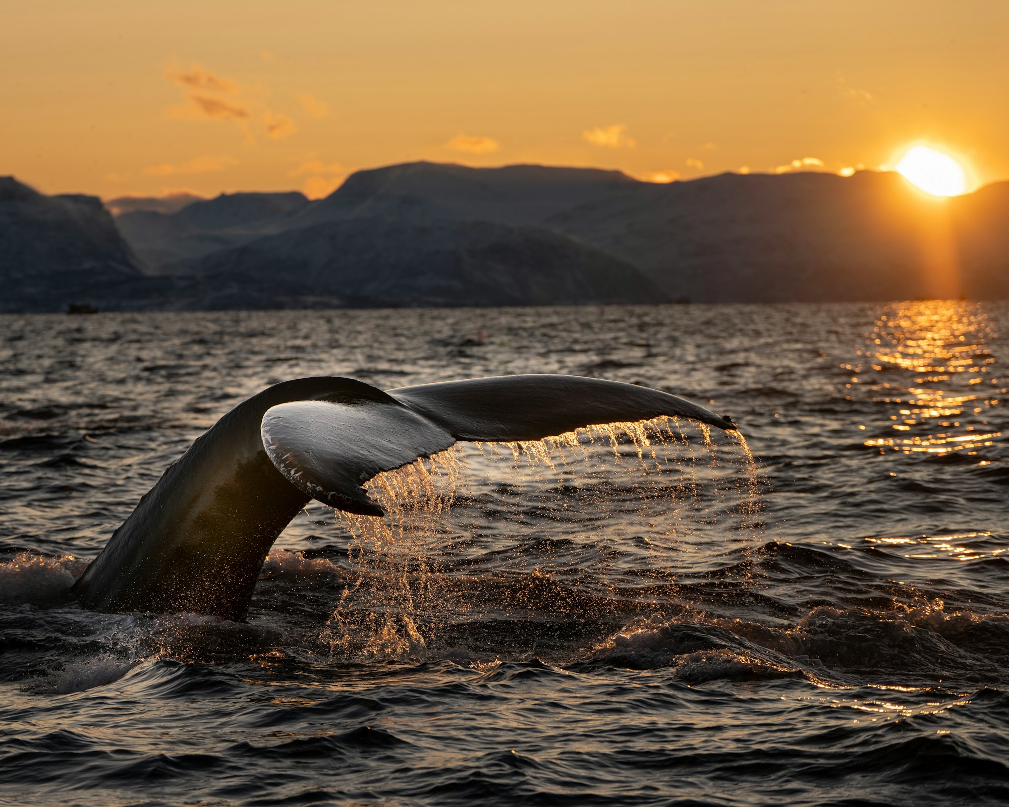 A Humpback-whale shows his fluke as it dives in the sunset over the Arctic fjords of Norway. The light just before the nearly two month lasting Polar-Night is simply wonderful.