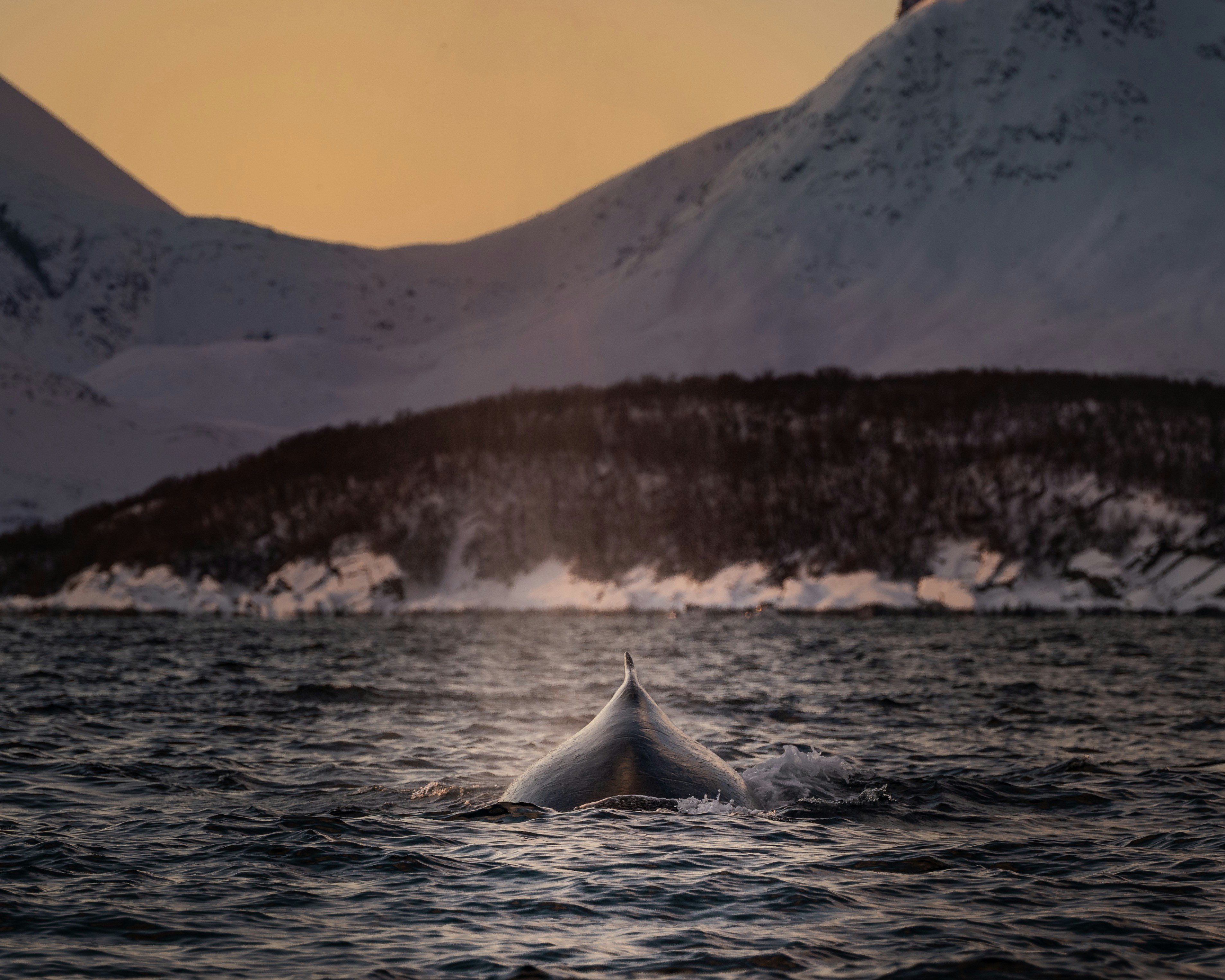 Avistamiento de ballenas en el norte de Noruega: explicación de las especies y las estaciones