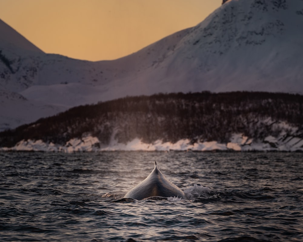 body of water near snow covered mountain