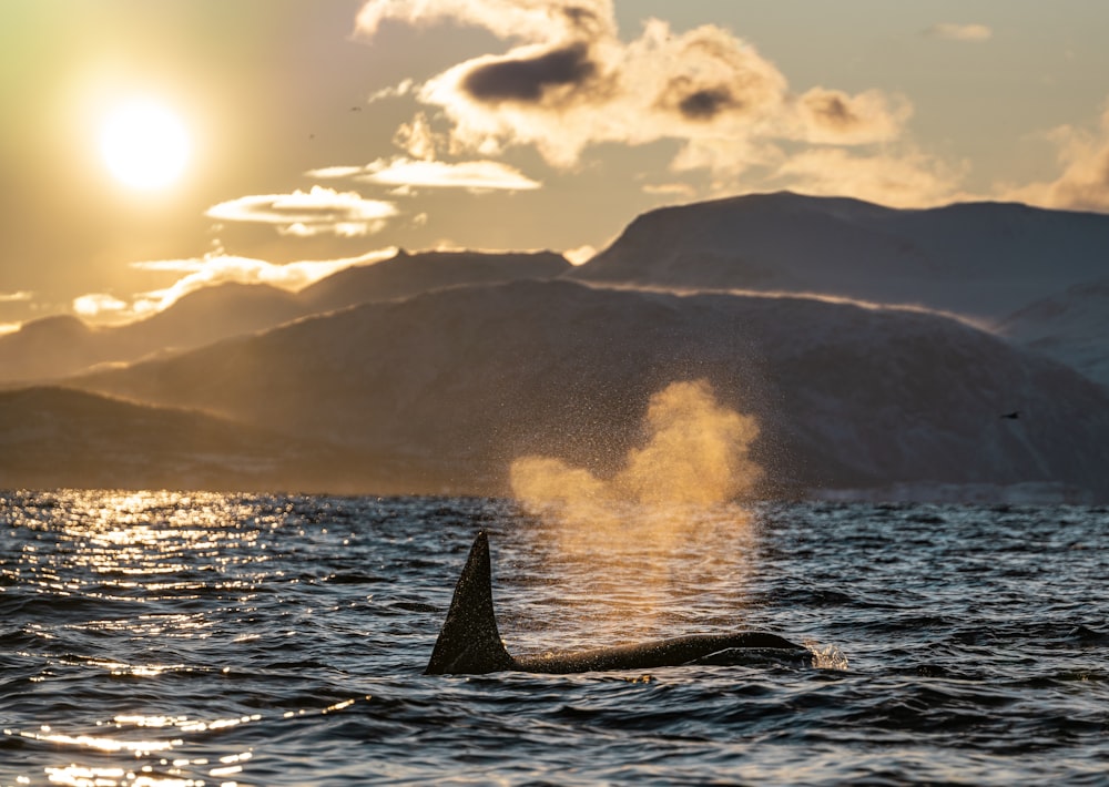 black whale shark in sea