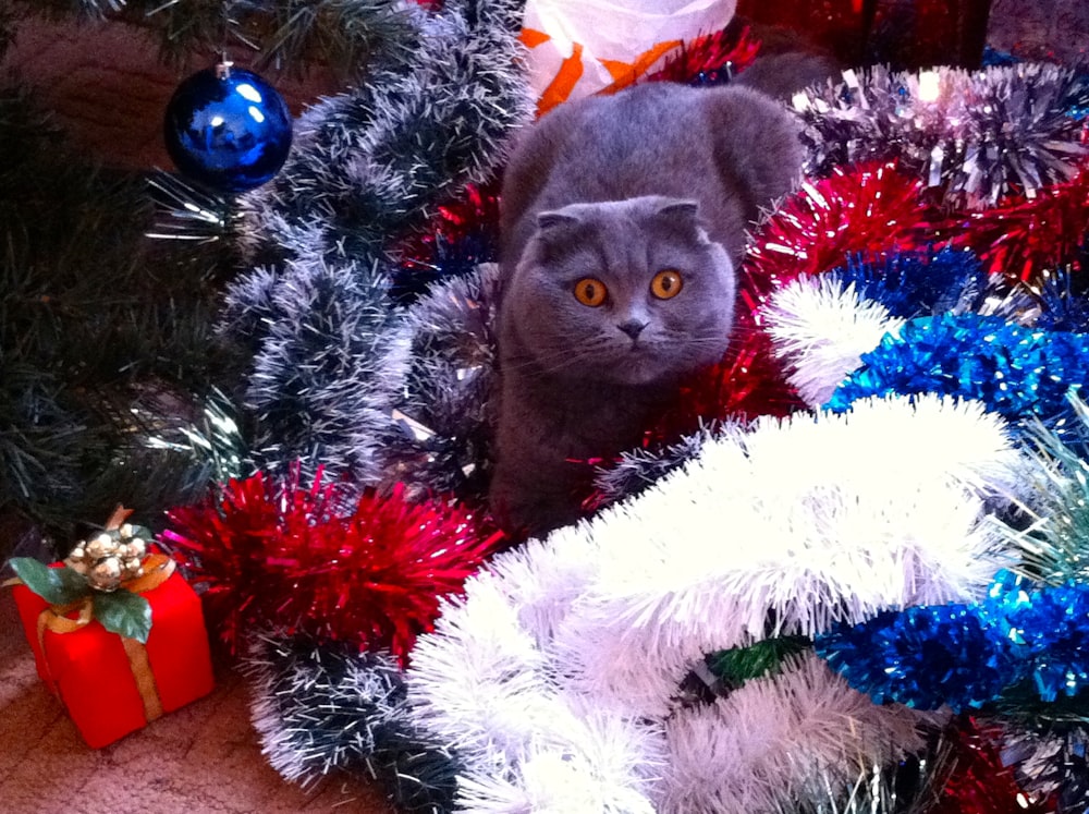 short-fur gray cat near Christmas tree