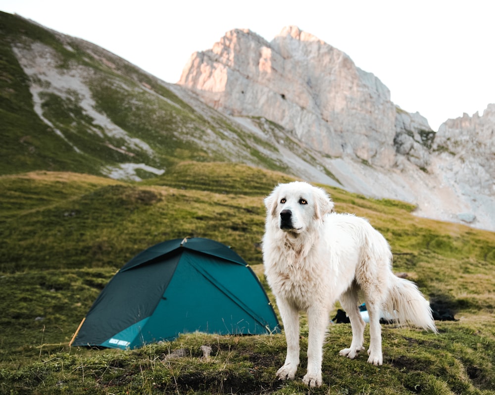 long-coated white dog near teal dome tent