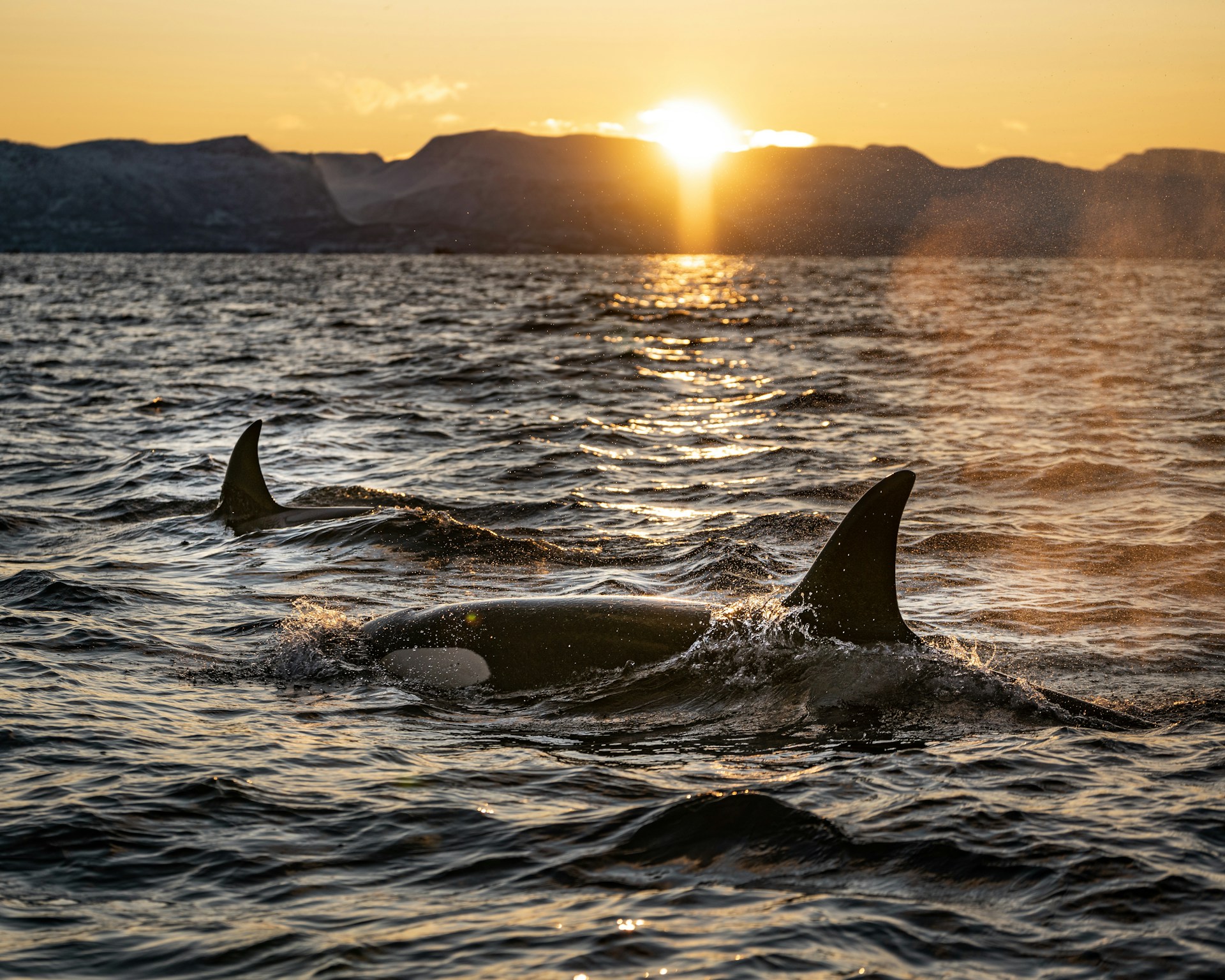 two black dolphins on body of water during sunrise