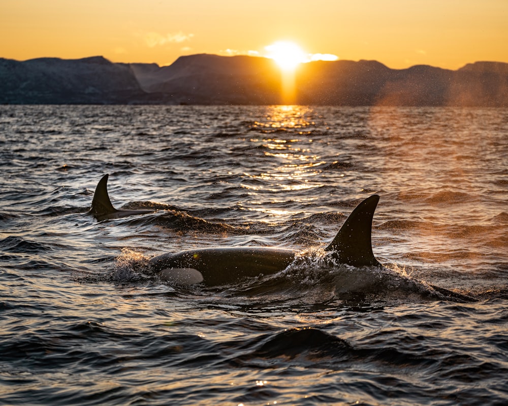two black dolphins on body of water during sunrise