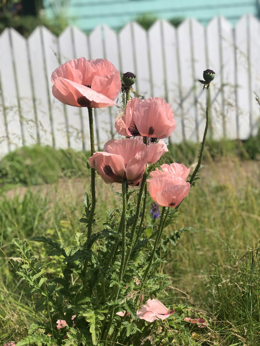 pink poppy flowers