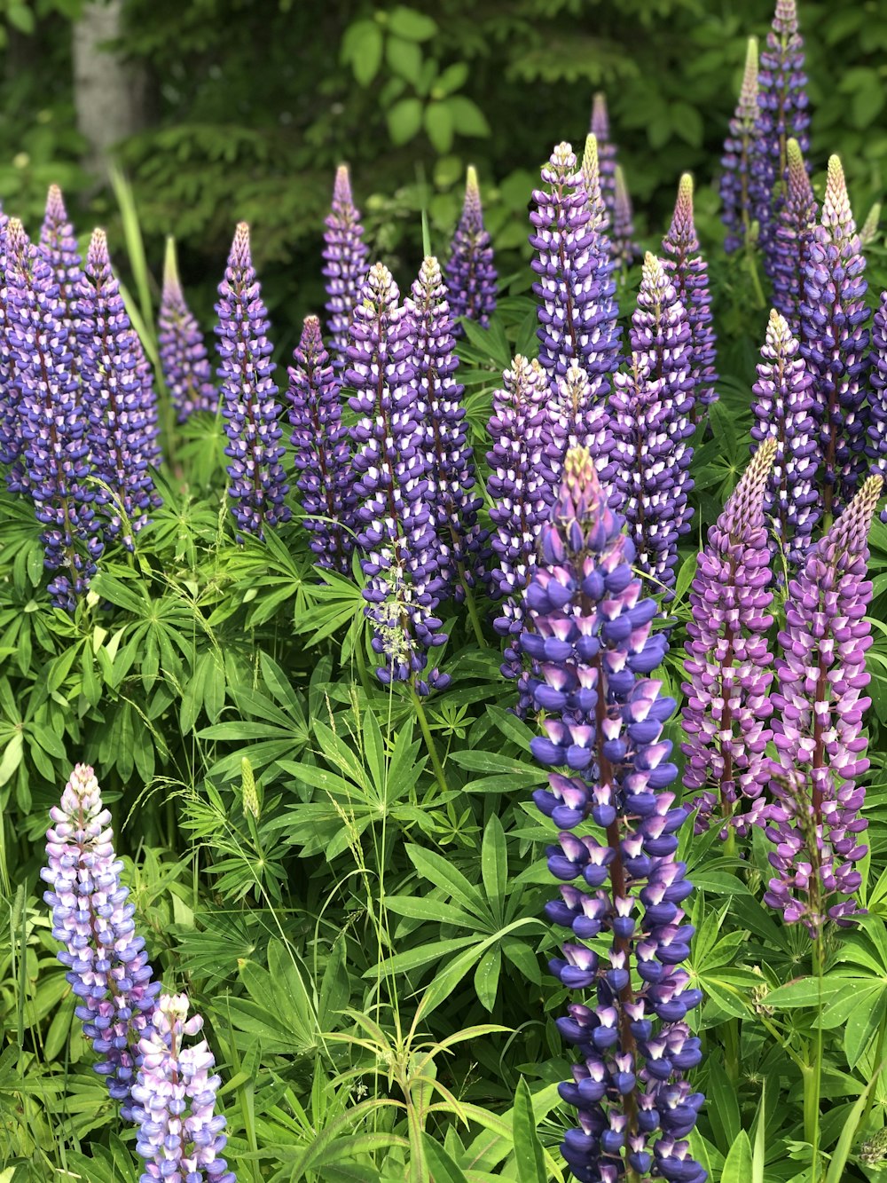 Photo de mise au point peu profonde de fleurs violettes