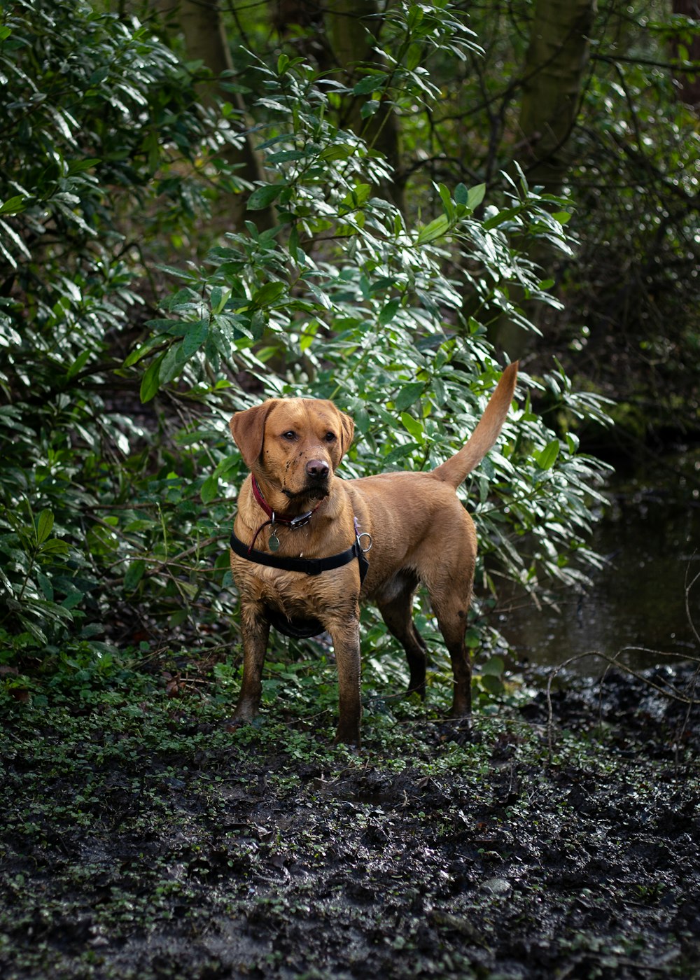 adult short-coated brown dog near green leaf plant