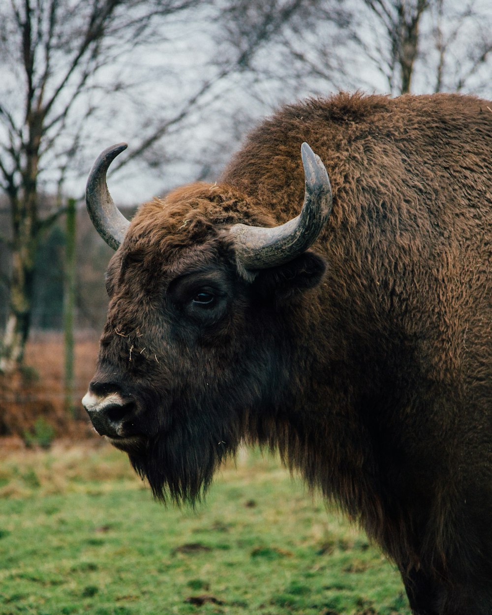 brown yak on green field