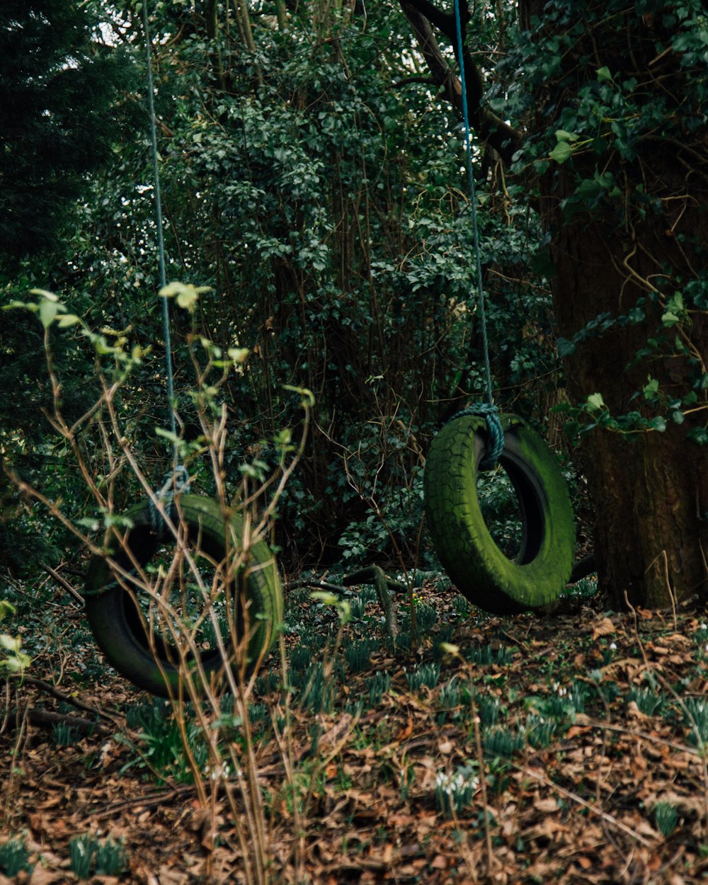 dois pneu ao ar livre balançando pendurado em árvores cercadas por árvores verdes