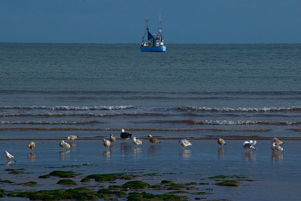 blue boat on blue sea and seagull near seashore