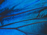 Close-up of a butterfly wing painted with swirling blues and golds.