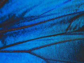 A close-up of a vivid butterfly painting with intricate wing patterns.