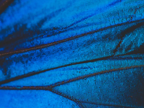A close-up of a vivid butterfly painting with intricate wing patterns.