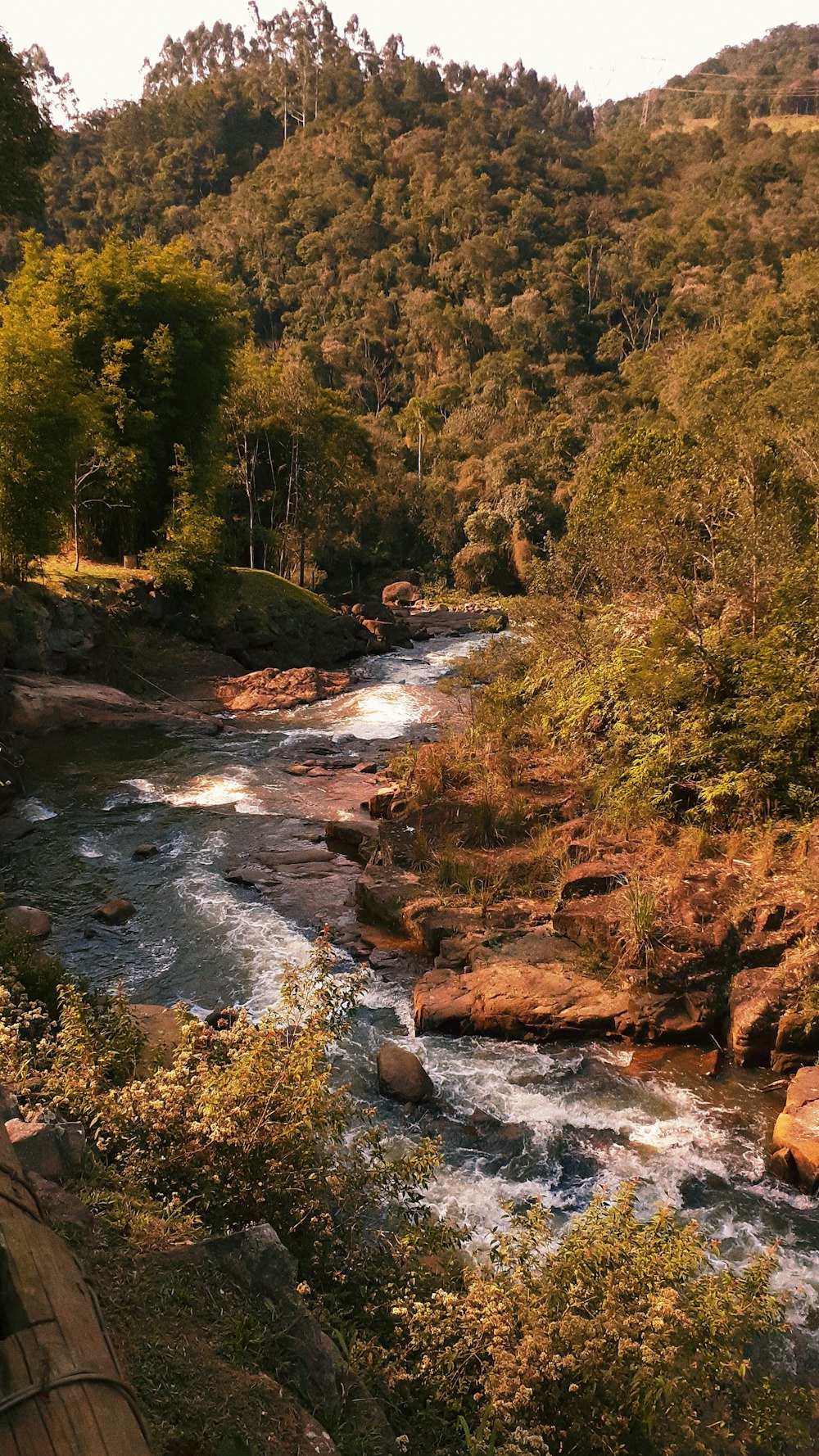 flowing river surrounded with green trees during daytime