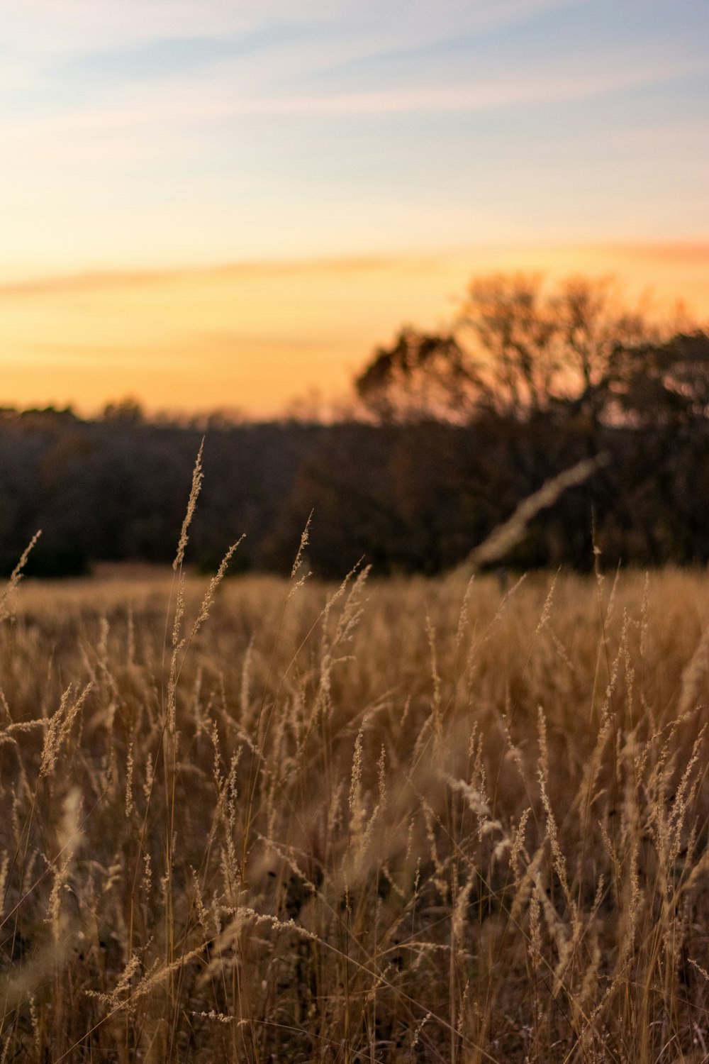 green grass field