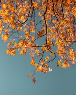 macro photography of orange leaf tree