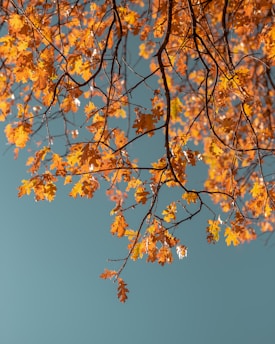 macro photography of orange leaf tree