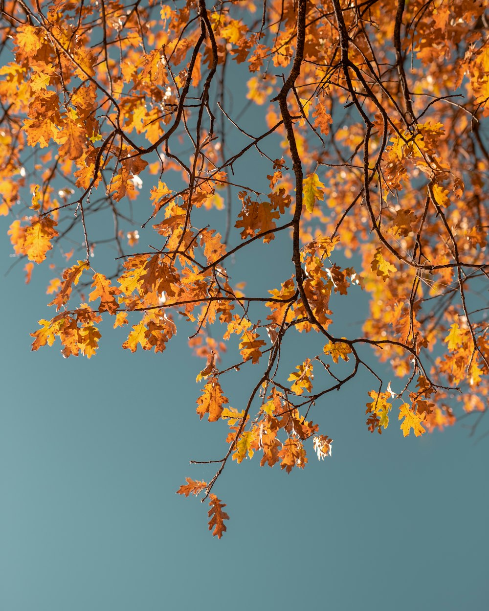 macro photography of orange leaf tree